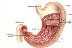 Το ανθρώπινο στομάχι