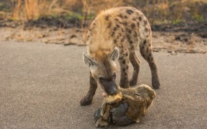Ύαινα περιφέρει κεφάλι λιονταριού