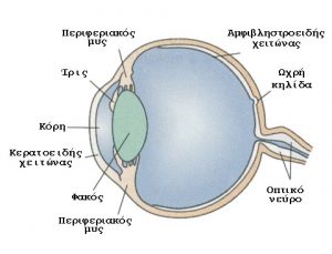 %ce%9f-%ce%b1%ce%bd%ce%b8%cf%81%cf%8e%cf%80%ce%b9%ce%bd%ce%bf%cf%82-%ce%bf%cf%86%ce%b8%ce%b1%ce%bb%ce%bc%cf%8c%cf%82