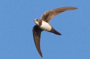 %ce%a4%ce%bf-%cf%80%ce%b5%cf%84%cf%81%ce%bf%cf%87%ce%b5%ce%bb%ce%af%ce%b4%ce%bf%ce%bd%ce%bf